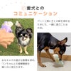 愛犬とのコミュニケーション
