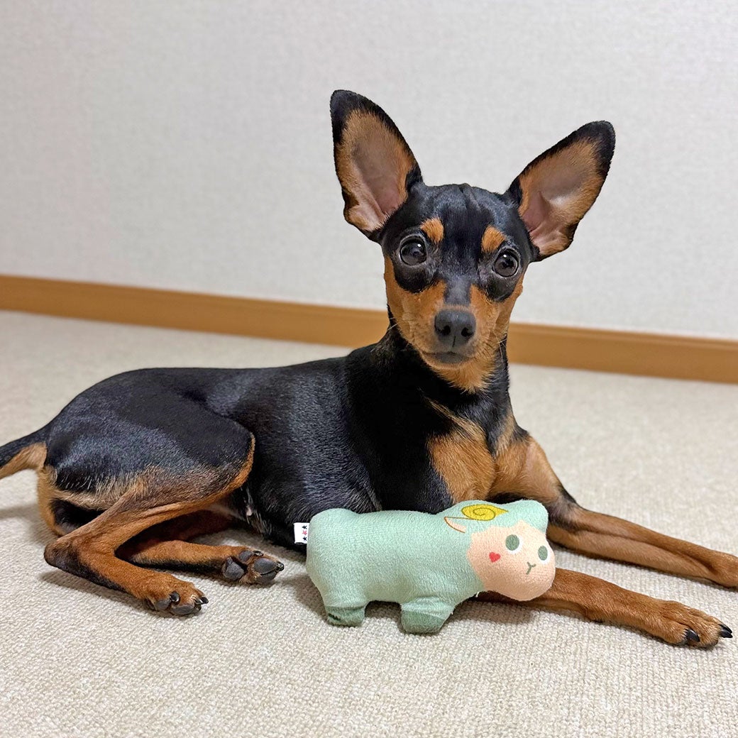 ミニピン2.56kg(首21/胴35/丈22cm)のルナちゃんは「みどり」があたりました