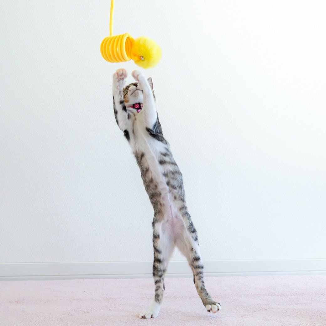 iCat 吊り下げびよよんじゃらし アイドッグ-犬猫ペット用品通販