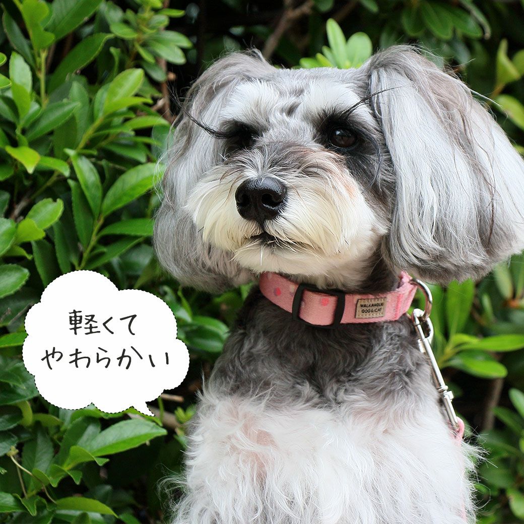 iDog WALKA HOLIC リード・カラーセット アイドッグ-犬猫ペット用品