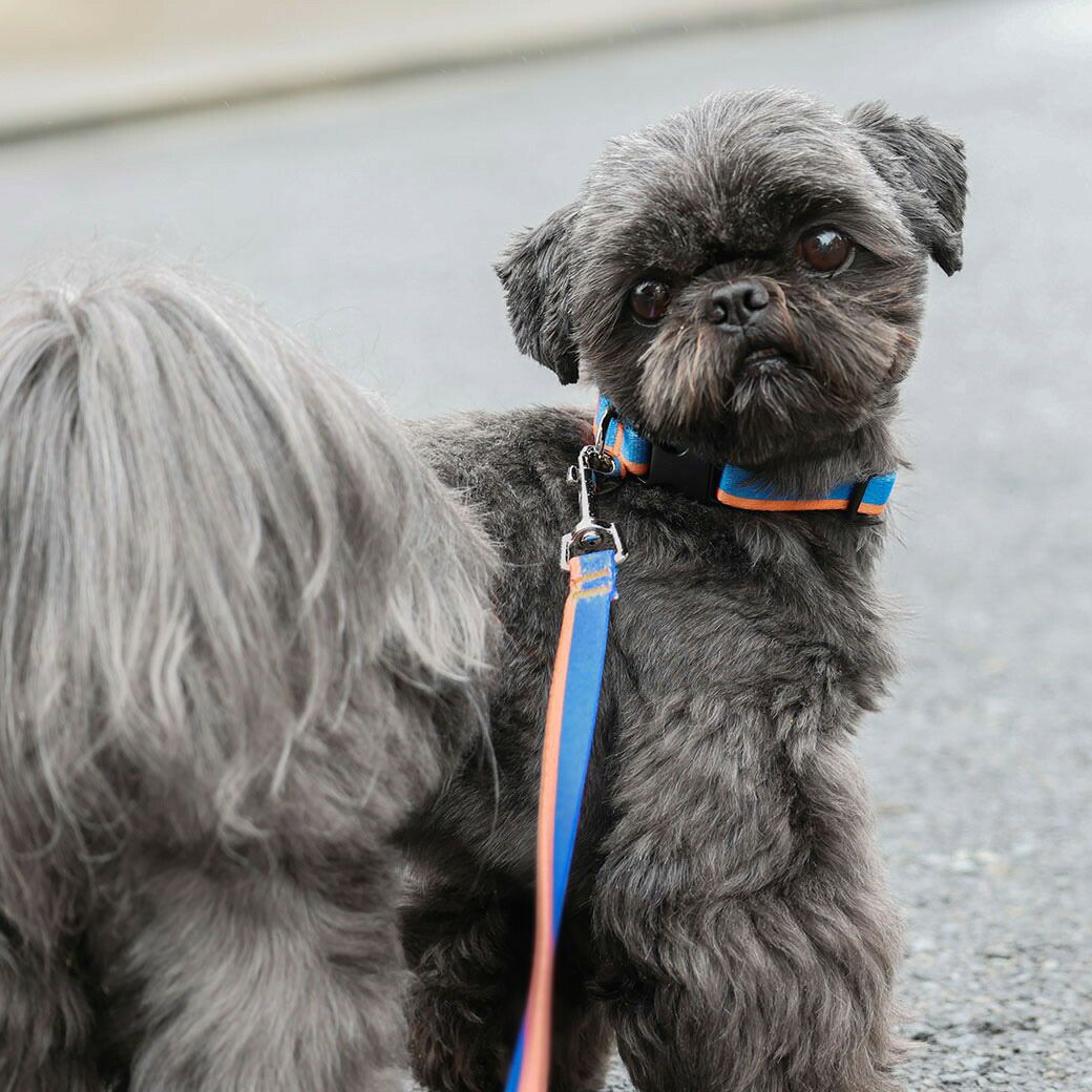 iDog WALKA HOLIC リード・カラーセット アイドッグ-犬猫ペット用品