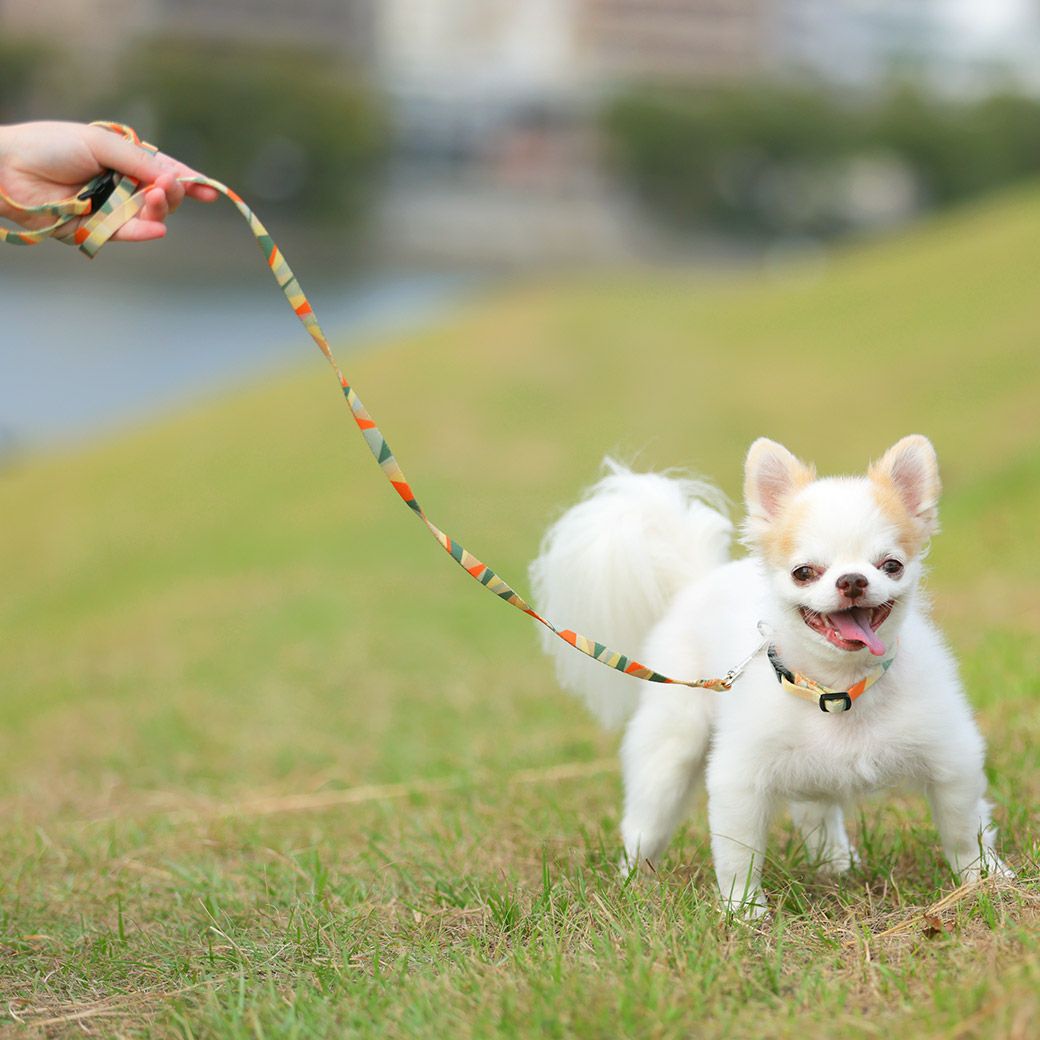 iDog WALKA HOLIC リード・カラーセット アイドッグ-犬猫ペット用品