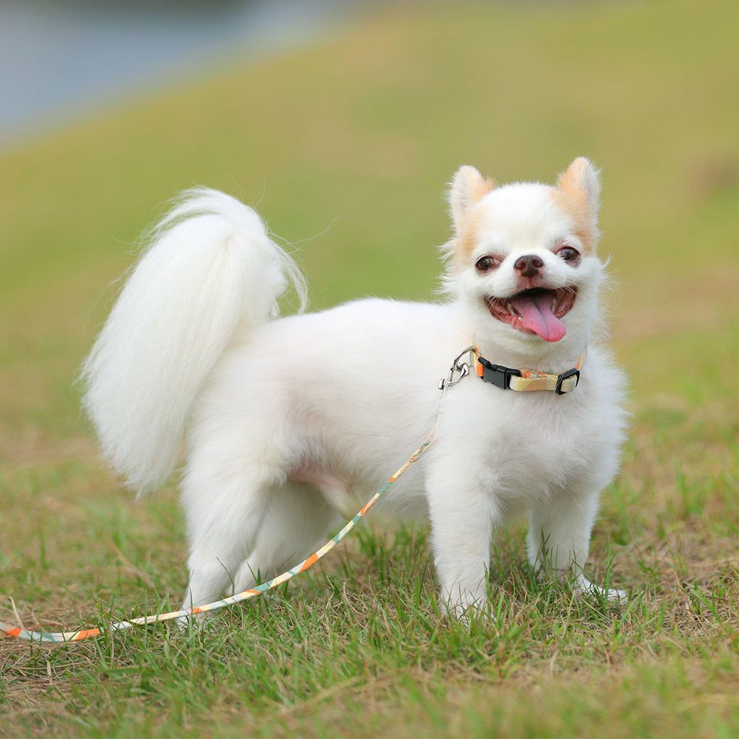 iDog WALKA HOLIC リード・カラーセット アイドッグ-犬猫ペット用品