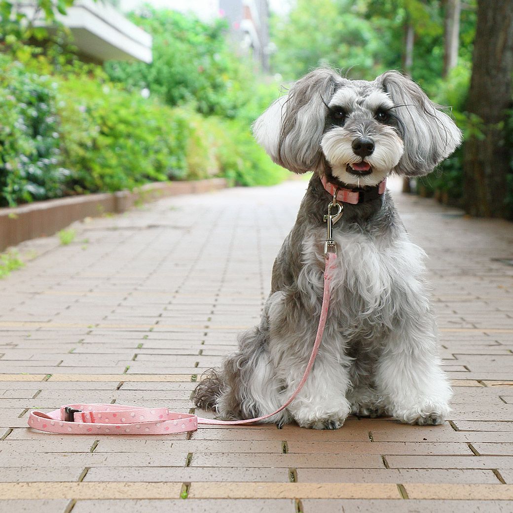 iDog WALKA HOLIC リード・カラーセット アイドッグ-犬猫ペット用品