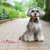 ミニチュアシュナウザー4.8kg(首22/胴39/丈29cm)のあろあちゃんはドットピンクのMを使用