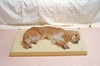 シニアペットが使いやすい