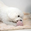 ビションプー5.0kg(首29/胴36/丈35cm)のモフコはピンクに夢中