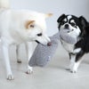 豆柴6.0kg(首31/胴45/丈33cm)のラテちゃんはストームグレーをティノちゃんと引っ張りあい