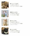 モデル