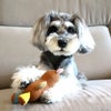 ミニチュアシュナウザー4.8kg(首22/胴39/丈29cm)のあろあちゃんはくまで遊びました