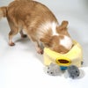 チーズ穴から顔をだしそうにないチワワ2.6kgつぶちゃん