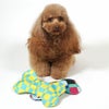 プードル2.5kg(首19/胴31/丈26cm)のグミちゃんと比べると個の大きさ
