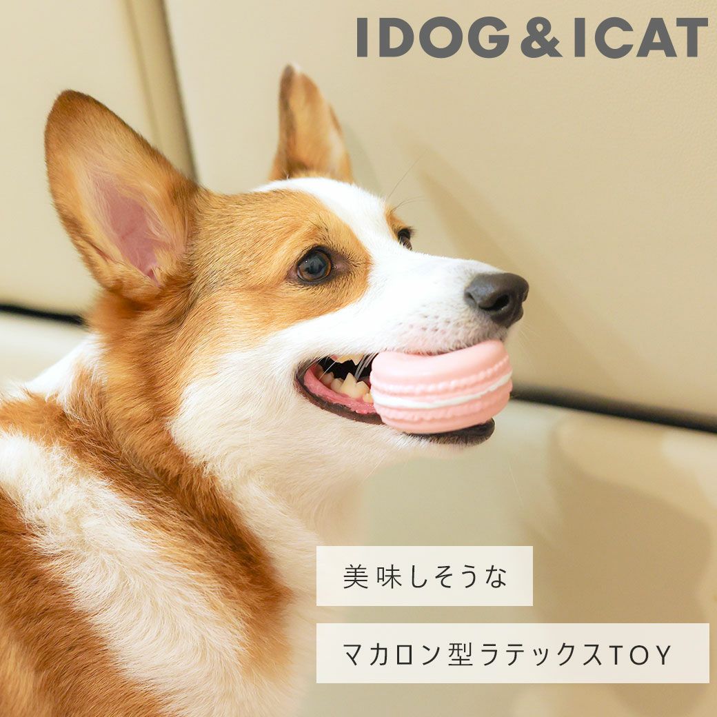 iDog ラテックスTOY マカロン アイドッグ アイドッグ-犬猫用品通販