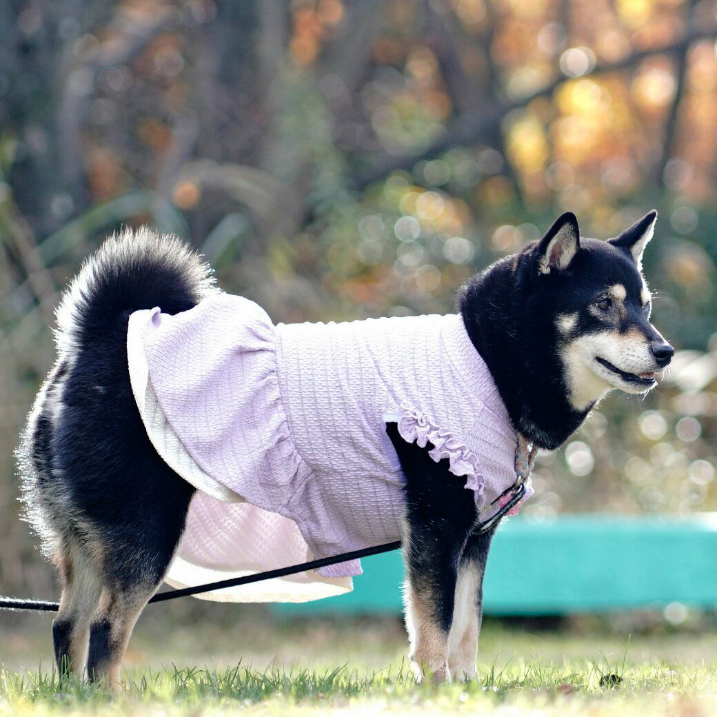 iDog レースフリルワンピ iDog fleur アイドッグ-犬猫用品通販