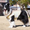 ボーダーコリー16.0kg(首35/胴60/丈55cm)のラムネちゃんはイエローのLarge-Mを着用