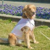 ゴールデンレトリーバー26.0kg(首45/胴79/丈60cm)のベルちゃんはピンクのLarge-Lを着用