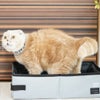 スコティッシュ4.5kgのコマリが使用