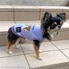 iDogCOOL+MOSCAPEGREMLINSギズモのメッシュタンクアイドッグ