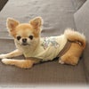 iDogCOOL+MOSCAPETOMandJERRYタンクアイドッグ