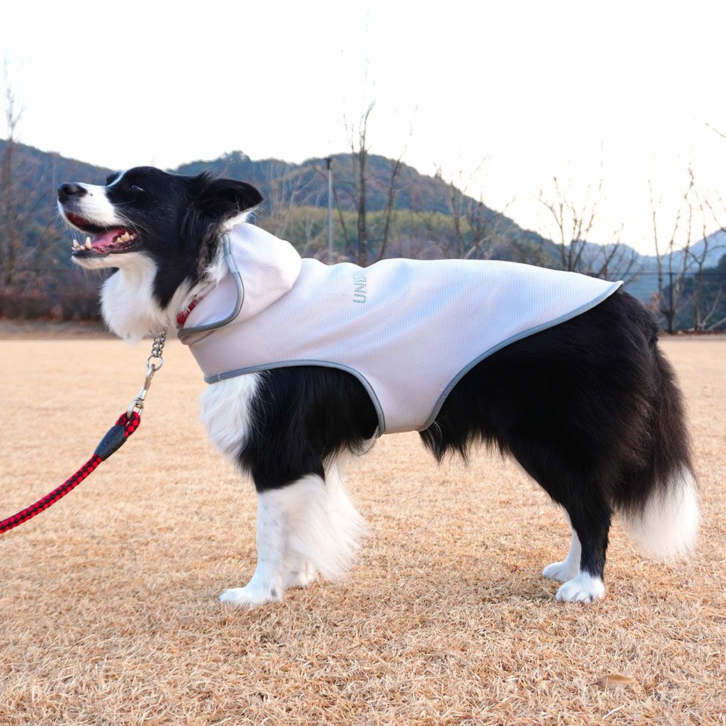 ボーダーコリー16.0kg(首35/胴60/丈55cm)のラムネちゃんはグレーのLarge-Mを着用