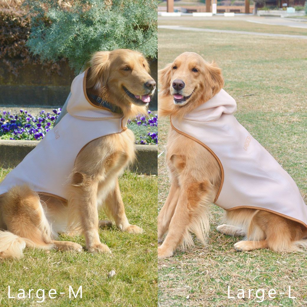 ゴールデンレトリーバー26.0kg(首45/胴79/丈60cm)のベルちゃんはベージュのLarge-M（左）Large-L（右）を着用