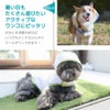 暑い日もたくさん遊びたいアクティブなワンコにピッタリ