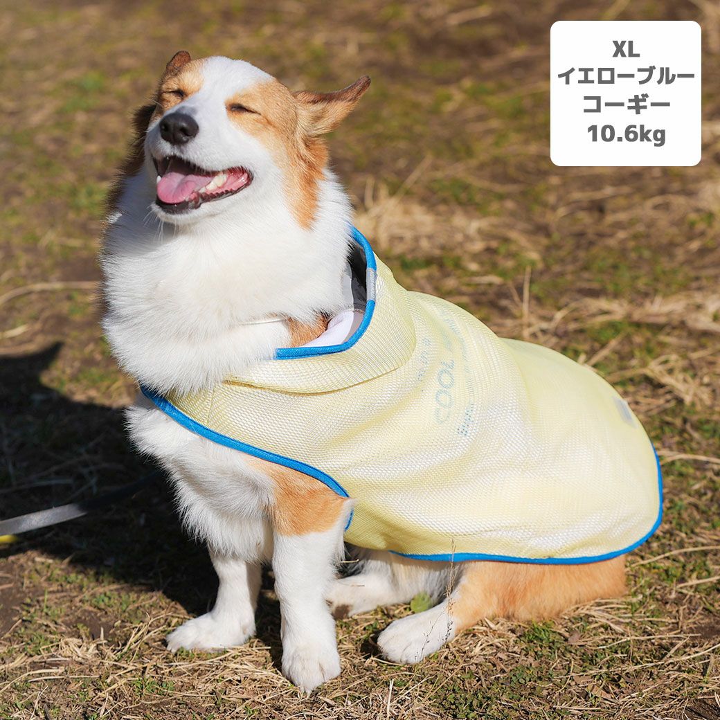 コーギー10.6kg(首36/胴51/丈37cm)のラテちゃんはイエローブルーのXLを着用