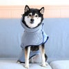 柴犬10.9kg(首42/胴58/丈43cm)のかんたくんはグレーのLarge-Sを着用