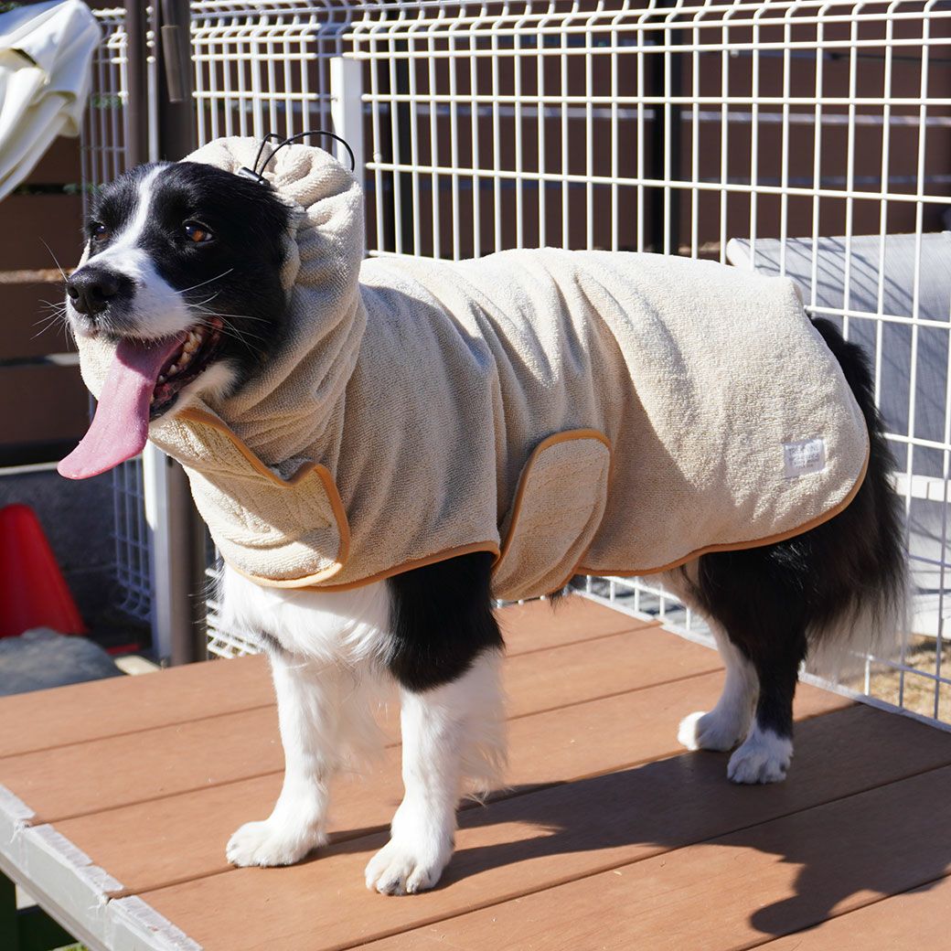 ボーダーコリー16.0kg(首35/胴60/丈55cm)のラムネちゃんはベージュのLarge-Mを着用