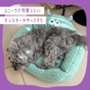 iDogにやってきたユニークなモンスターくん