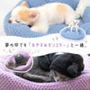 可愛くて暖かい最高のパートナー