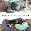 可愛くて暖かい最高のパートナー