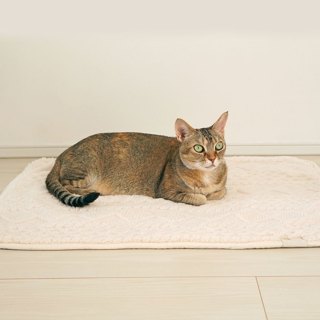 MIX5.1kg(首21/胴40/丈34cm)のニコちゃんはオフホワイトを使用