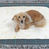 ミニチュアダックス3.8kg(首27/胴38/丈31cm)のクムちゃんはレモンを使用