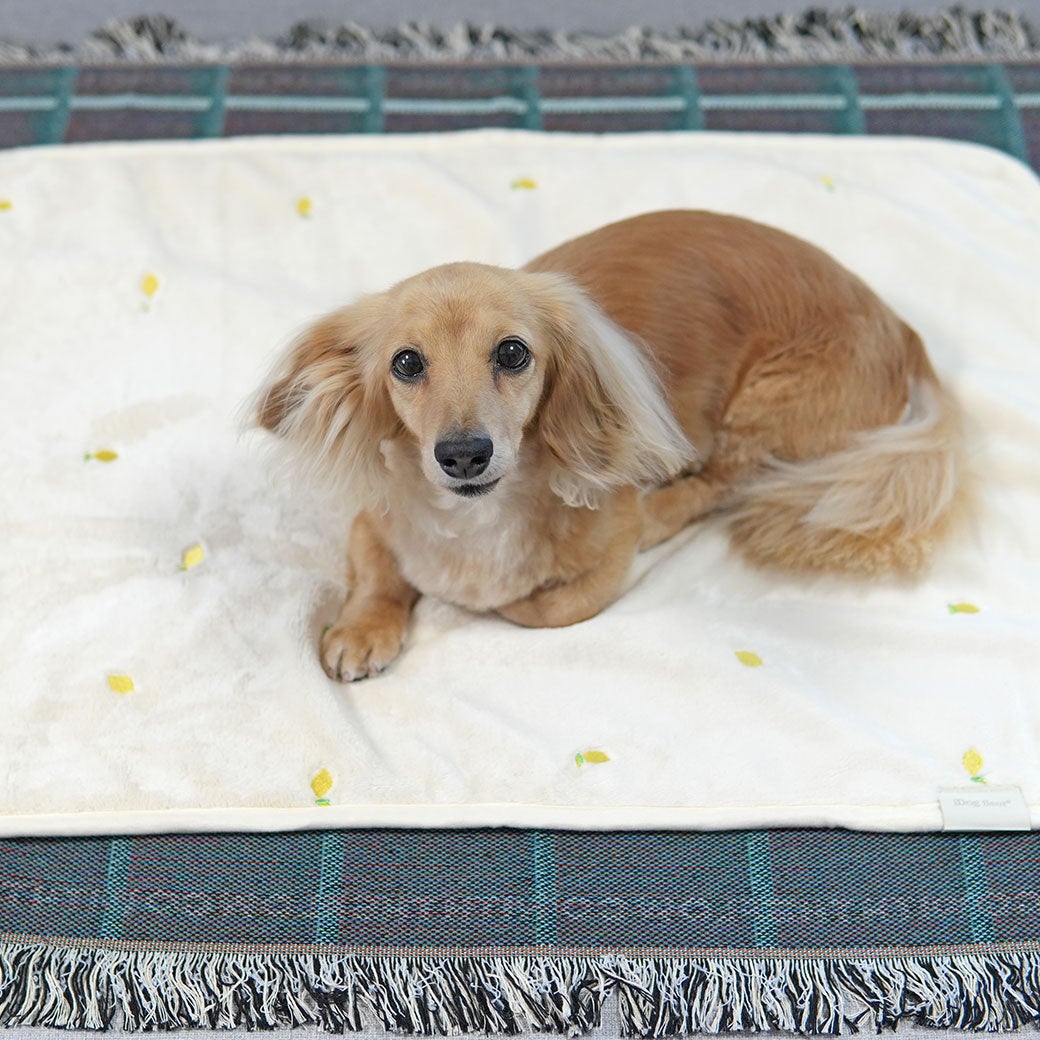 ミニチュアダックス3.8kg(首27/胴38/丈31cm)のクムちゃんはレモンを使用