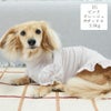 ミニチュアダックス3.9kg(首25/胴37/丈31cm)のクムちゃんはピンクグレージュのDSを着用