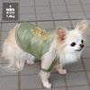 チワワ1.8kg(首18/胴29/丈21cm)のトロくんは松葉色のSを着用