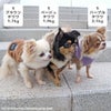 チワワ1.7kg(首18/胴27.5/丈22cm)のトロくんはブラウンのS、1.9kg(首19/胴29.5/丈21.5cm)のウメちゃんはベージュのS、2.1kg(首19.5/胴30.5/丈22cm)の玉青ちゃんはパープルのSを着用
