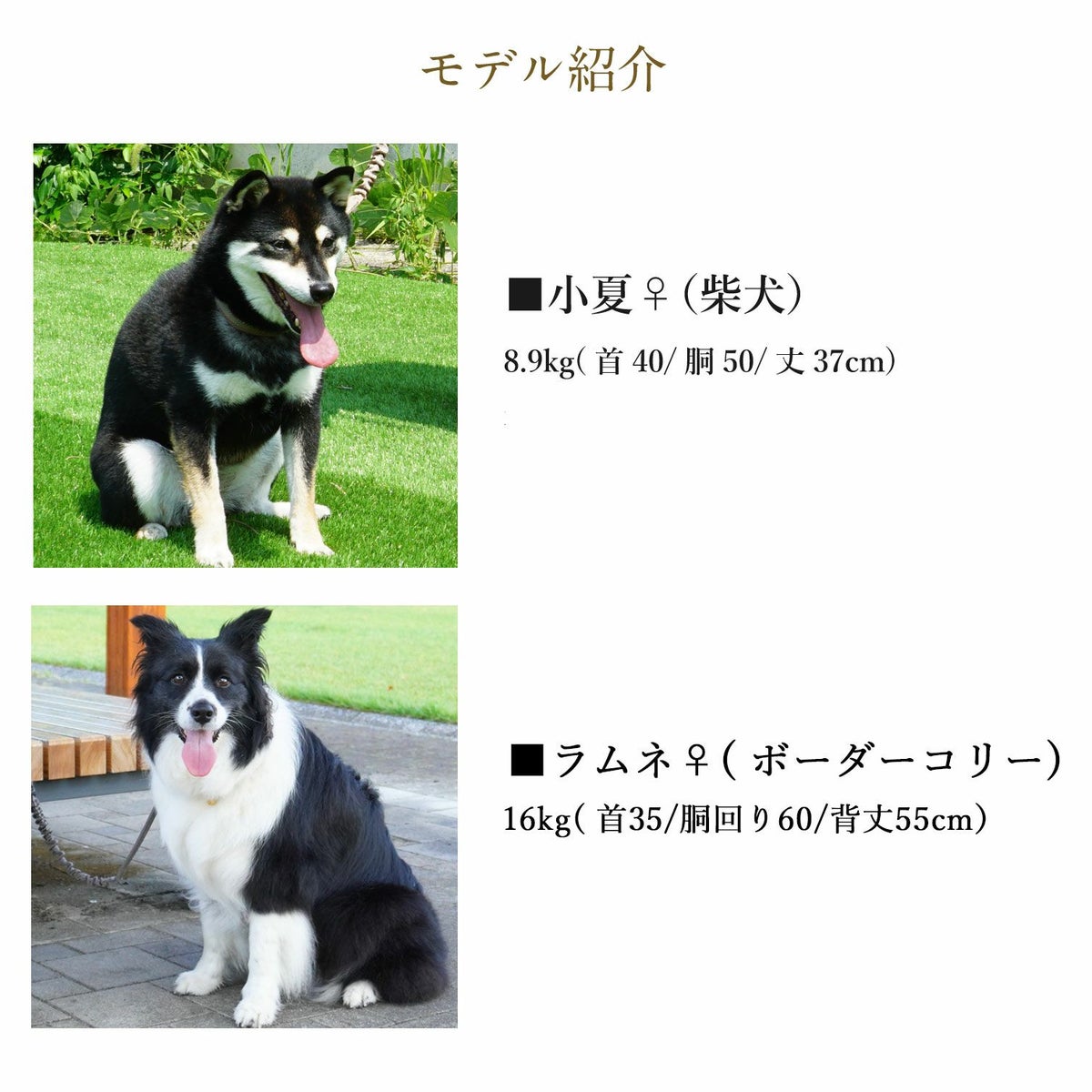 モデル