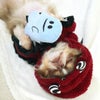 チワワ2.1kg(首19.5/胴30.5/丈22cm)の玉青ちゃんは抱き枕として