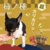 犬が食べている写真