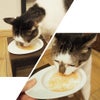 ねこが美味しそうに食べている