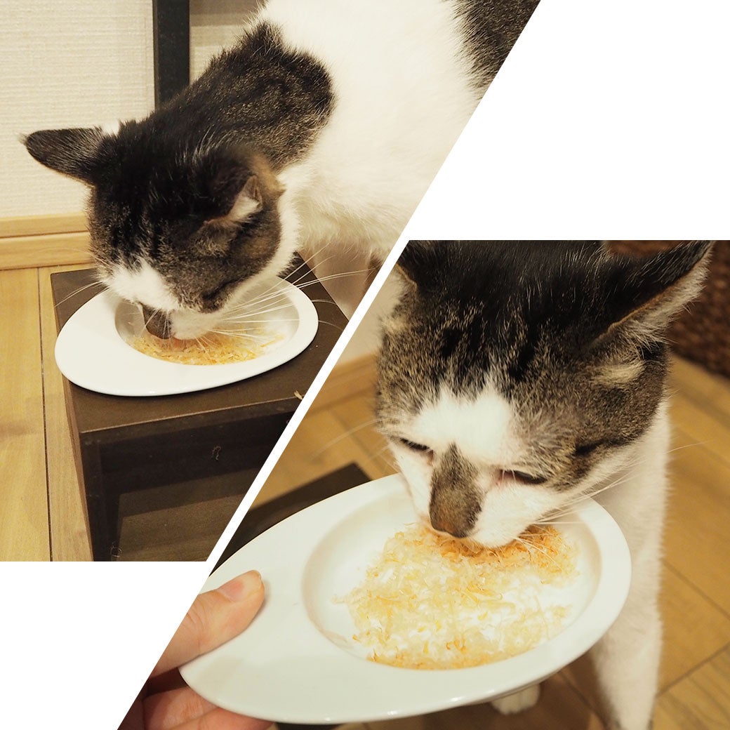 ねこが美味しそうに食べている