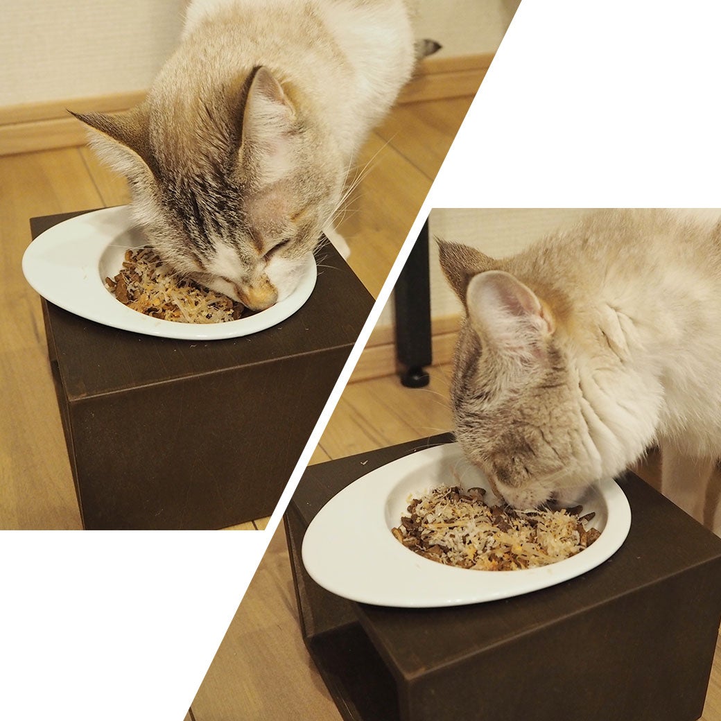 ねこが美味しそうに食べている