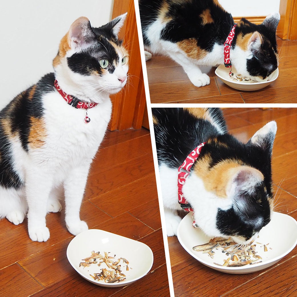 ねこが美味しそうに食べている