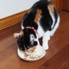 墨ちゃん2.5kgが試食