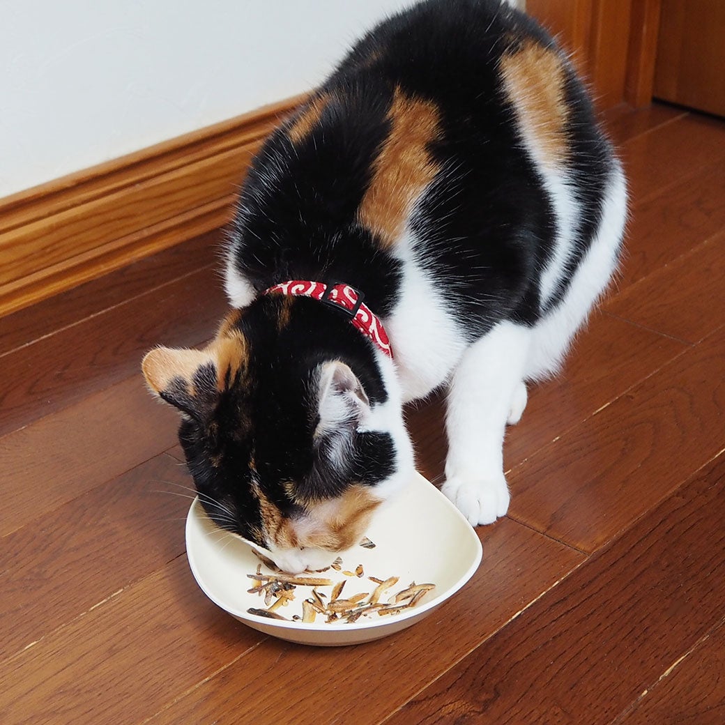 墨ちゃん2.5kgが試食