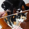 ねこが美味しそうに食べている