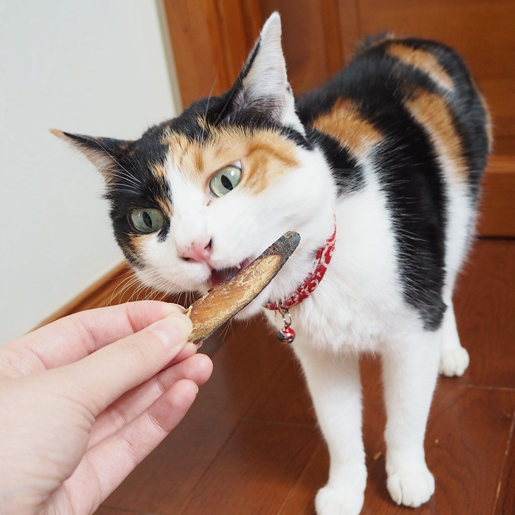 墨ちゃん2.5kgが試食
