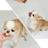 犬が美味しそうに食べている